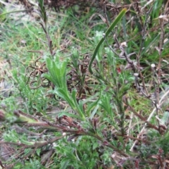 Vittadinia cuneata (Fuzzweed, New Holland Daisy) at Weetangera, ACT - 13 Sep 2022 by sangio7