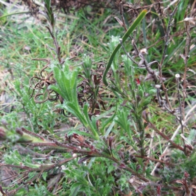 Vittadinia cuneata (Fuzzweed, New Holland Daisy) at Weetangera, ACT - 13 Sep 2022 by sangio7