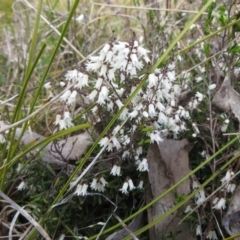 Cryptandra amara (Bitter Cryptandra) at The Pinnacle - 13 Sep 2022 by sangio7