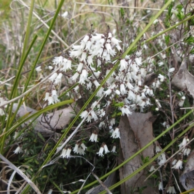 Cryptandra amara (Bitter Cryptandra) at Weetangera, ACT - 13 Sep 2022 by sangio7