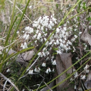 Cryptandra amara at Weetangera, ACT - 13 Sep 2022