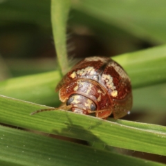 Paropsisterna sp. ("Ch11" of DeLittle 1979) (A leaf beetle) at Murrumbateman, NSW - 13 Sep 2022 by amiessmacro