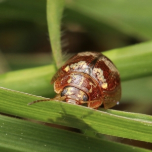 Paropsisterna sp. ("Ch11" of DeLittle 1979) at Murrumbateman, NSW - 14 Sep 2022