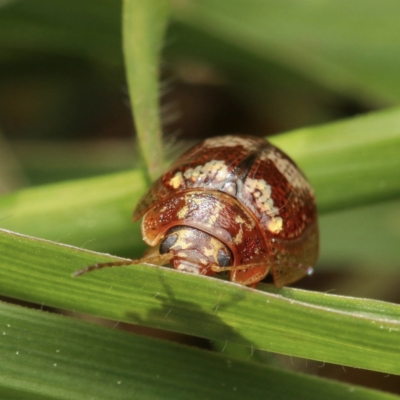 Paropsisterna sp. ("Ch11" of DeLittle 1979) (A leaf beetle) at Murrumbateman, NSW - 13 Sep 2022 by amiessmacro