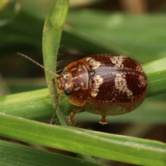 Paropsisterna sp. ("Ch11" of DeLittle 1979) at Murrumbateman, NSW - 14 Sep 2022