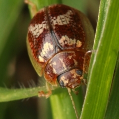 Paropsisterna sp. ("Ch11" of DeLittle 1979) at Murrumbateman, NSW - 14 Sep 2022