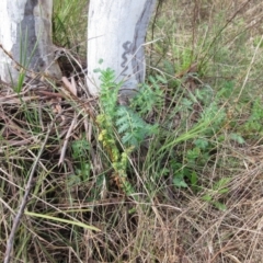 Acaena (genus) (A Sheep's Burr) at Weetangera, ACT - 13 Sep 2022 by sangio7