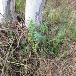 Acaena (genus) at Weetangera, ACT - 13 Sep 2022