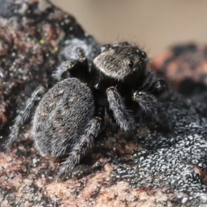 Maratus calcitrans at Yarralumla, ACT - suppressed