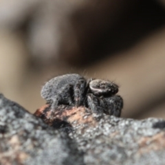 Maratus calcitrans at Yarralumla, ACT - suppressed