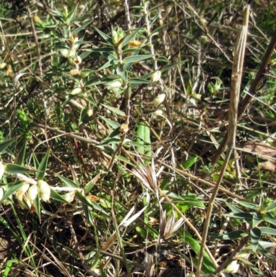 Melichrus urceolatus (Urn Heath) at The Pinnacle - 13 Sep 2022 by sangio7