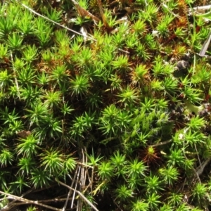 Polytrichaceae sp. (family) at Weetangera, ACT - 13 Sep 2022