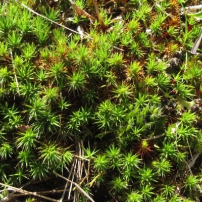 Polytrichaceae sp. (family) (A moss) at The Pinnacle - 13 Sep 2022 by sangio7