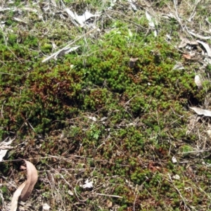 Polytrichaceae sp. (family) at Weetangera, ACT - 13 Sep 2022