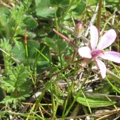 Erodium cicutarium (Common Storksbill, Common Crowfoot) at Weetangera, ACT - 13 Sep 2022 by sangio7