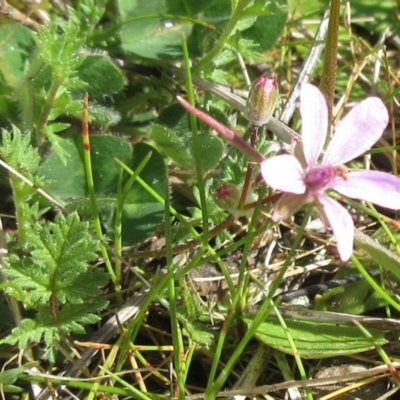 Erodium cicutarium (Common Storksbill, Common Crowfoot) at The Pinnacle - 13 Sep 2022 by sangio7