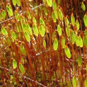 Rosulabryum sp. at Molonglo Valley, ACT - 13 Sep 2022