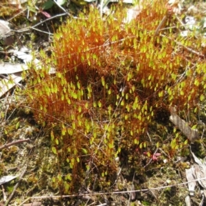 Rosulabryum sp. at Molonglo Valley, ACT - 13 Sep 2022