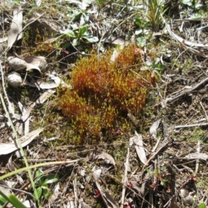 Rosulabryum sp. at Molonglo Valley, ACT - 13 Sep 2022