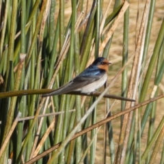 Hirundo neoxena (Welcome Swallow) at Googong, NSW - 14 Sep 2022 by SteveBorkowskis