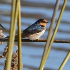 Hirundo neoxena at Googong, NSW - 14 Sep 2022