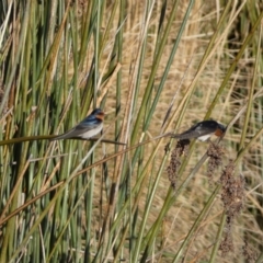 Hirundo neoxena at Googong, NSW - 14 Sep 2022