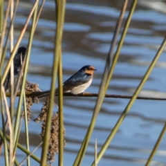 Hirundo neoxena at Googong, NSW - 14 Sep 2022