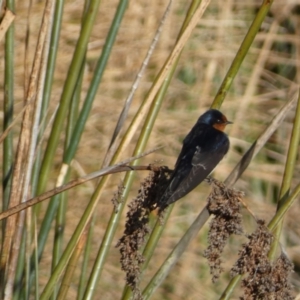 Hirundo neoxena at Googong, NSW - 14 Sep 2022 05:15 PM