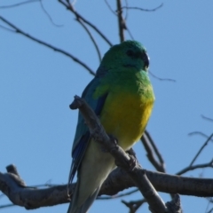 Psephotus haematonotus (Red-rumped Parrot) at Googong, NSW - 14 Sep 2022 by SteveBorkowskis