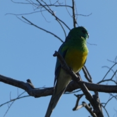 Psephotus haematonotus at Googong, NSW - 14 Sep 2022 05:06 PM