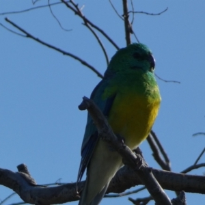 Psephotus haematonotus at Googong, NSW - 14 Sep 2022 05:06 PM