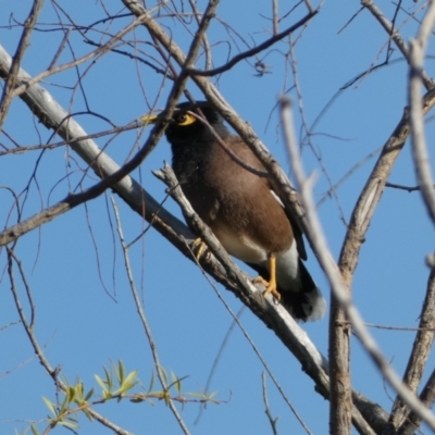 Acridotheres tristis (Common Myna) at Googong, NSW - 14 Sep 2022 by SteveBorkowskis