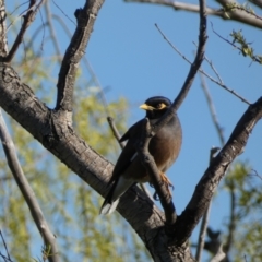 Acridotheres tristis at Googong, NSW - 14 Sep 2022 04:59 PM