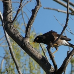 Acridotheres tristis at Googong, NSW - 14 Sep 2022 04:59 PM