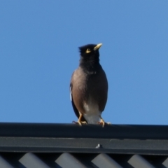 Acridotheres tristis at Googong, NSW - 14 Sep 2022