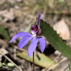 Cyanicula caerulea (Blue Fingers, Blue Fairies) at Molonglo Valley, ACT - 14 Sep 2022 by emptysea