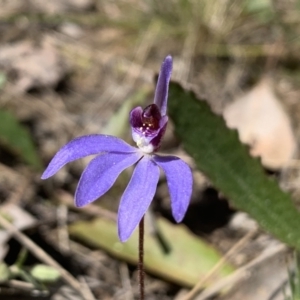 Cyanicula caerulea at Molonglo Valley, ACT - 14 Sep 2022