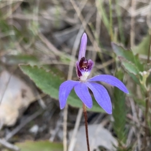 Cyanicula caerulea at Molonglo Valley, ACT - 14 Sep 2022