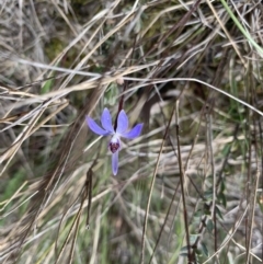 Cyanicula caerulea at Molonglo Valley, ACT - 14 Sep 2022