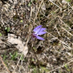 Cyanicula caerulea at Molonglo Valley, ACT - 14 Sep 2022