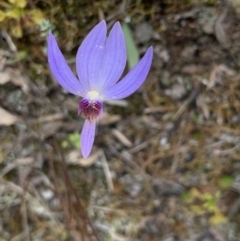 Cyanicula caerulea at Molonglo Valley, ACT - 14 Sep 2022