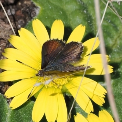 Paralucia crosbyi (Violet Copper Butterfly) by RAllen