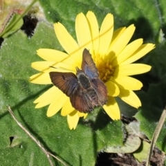 Paralucia crosbyi (Violet Copper Butterfly) at Booth, ACT - 14 Sep 2022 by RAllen