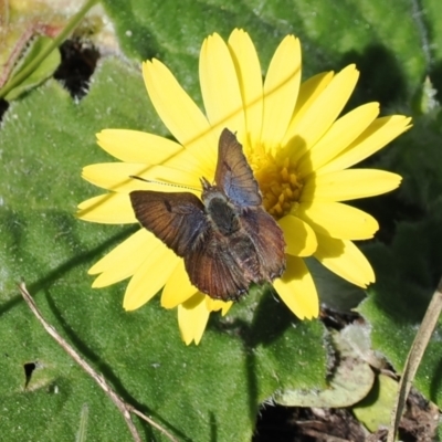 Paralucia crosbyi (Violet Copper Butterfly) at Booth, ACT - 14 Sep 2022 by RAllen