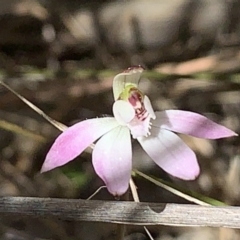 Caladenia fuscata (Dusky Fingers) at Molonglo Valley, ACT - 14 Sep 2022 by emptysea