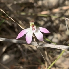 Caladenia fuscata at Molonglo Valley, ACT - 14 Sep 2022