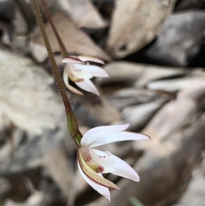 Caladenia fuscata at Molonglo Valley, ACT - 14 Sep 2022