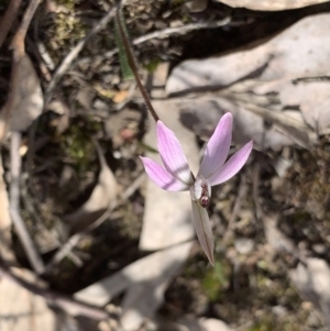 Caladenia fuscata at Molonglo Valley, ACT - 14 Sep 2022