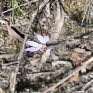 Caladenia fuscata at Molonglo Valley, ACT - 14 Sep 2022