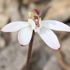 Caladenia fuscata (Dusky Fingers) at Molonglo Valley, ACT - 14 Sep 2022 by emptysea